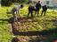 Mondas e sacha - últimos trabalhos a realizar na horta, os alunos de jardinagem vão para estágio