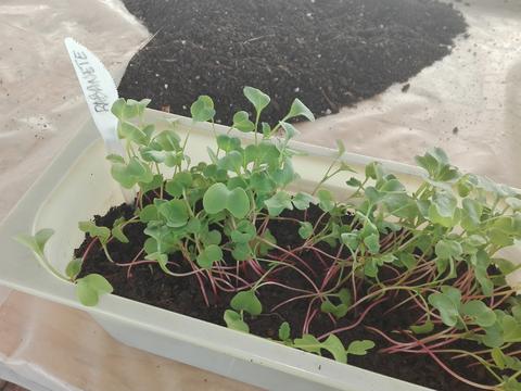Atividade em estufa - sementeira de rabanetes para posterior transplantação para a horta