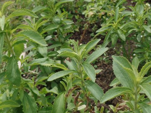 Crescimento da stevia