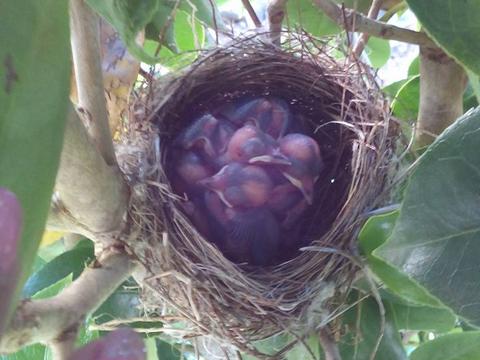 Na nossa horta temos ninhos para passarinhos.