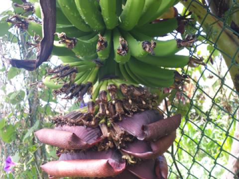Banana biológica.