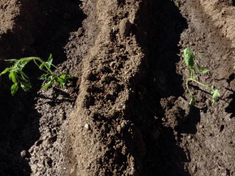 Plantámos tomates e espinafres.