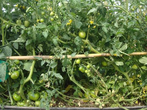 Colheitas da horta: tomate