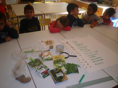 Fizemos atividades de observação, classificação e etiquetámos as sementes.