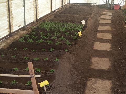 Plantação de Pimentos, Tomates e Rabanetes