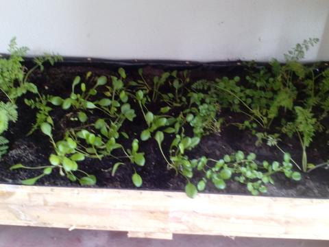 Plantação de cenouras; espinafres; agrião