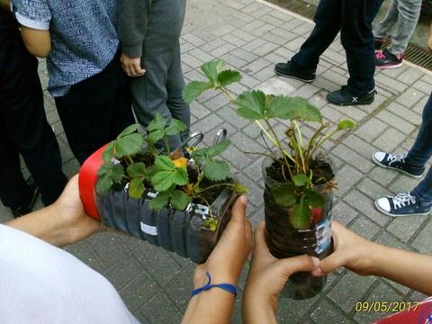 Plantação das plantas selecionadas pelos alunos.