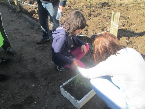 Preparar caixas para semear e plantar pequenas plantas 1