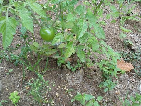 um tomate cereja já espreita e o resto da sementeira lá vai andando...