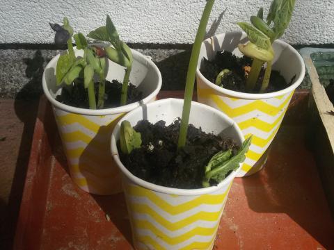 Depois de ter germinado em pequenos vasos ,os alunos passaram os legumes para a horta .
Assim ,observaram melhor todo o processo de crescimento da planta.Mais tarde consumiram no refeitório da escola.