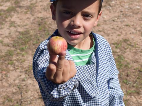 Uma maçã.. pequenina... mas natural... e nossa!