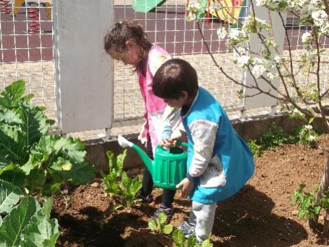 As famílias davam-nos plantas que iam sendo plantadas pelas crianças… tomateiros, pimentos alfaces… Era uma atividade do agrado de todos…