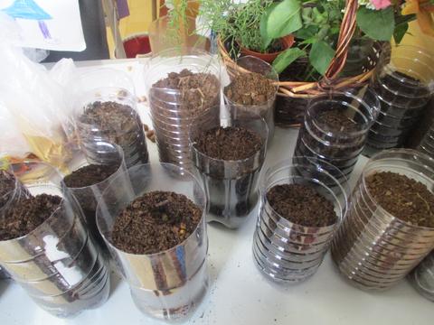 Experiências com sementes, registos do crescimento das plantas.