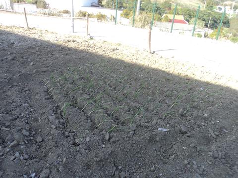 Já plantámos o cebolo, agora é só cuidar e ver crescer.