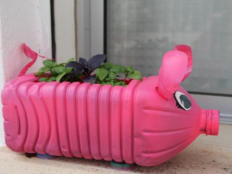 O porco rosa proporcionou o encontro entre manjericão verde e roxo.