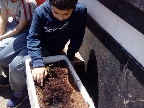 Plantação de Tomateiros pelos alunos do 3º ano