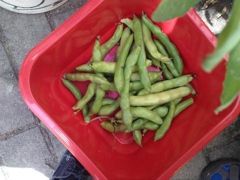 Os 2kg de grãos  favas do faval, para serem cozinhados na Prova dos Vegetais no próximo dia 16 de junho (foram congeladas as favas).