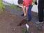 Crianças e adultos (Ensino Recorrente) a tratar da horta, plantação de abóboras
