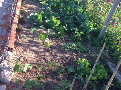 Temos tido muito cuidado com a nossa horta :) a verdade é que os nossos legumes têm crescido a olhos vistos!