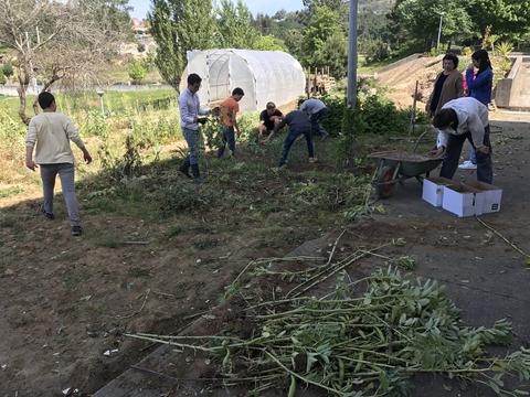 Colheita de hortícolas para venda.