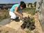 Envasamento de plantas para o jardim de autóctones.