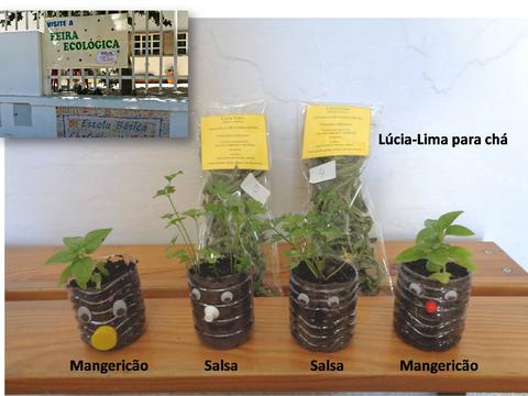 produtos da horta vendidos na Feira Ecológica: lúcia-lima (chá); mangericão; salsa.