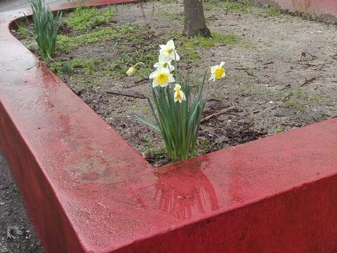Narcisos na horta