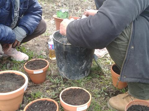 A semear ervas aromáticas para colocar na estufa e identificar nos vasos