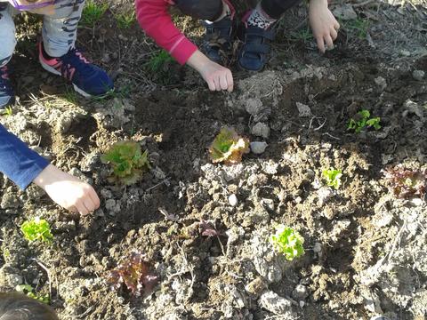 As alfaces plantadas na nossa horta