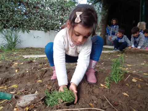 Aluna da sala dos 5 anos a plantar ervas aromáticas.