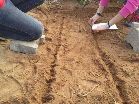 2- Os alunos semearam o terreno da horta com vários tipos de sementes.