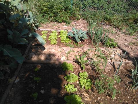 Horta quase pronta para colheita. Algumas alfaces já foram consumidas