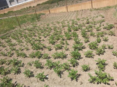 Vista da horta - plantação de bata e cebola