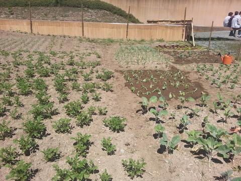Vista geral da horta - plantações de couve galega; couve penca; alho-francês; cebola; pimento; tomate; brócolos; alface; couve-flor; couve coração e feijão.