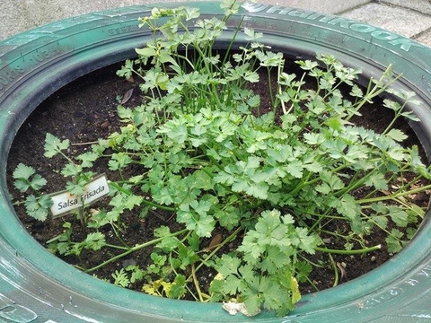 Salsa frisada. Como é uma erva bastante utilizada, temos algumas plantações.