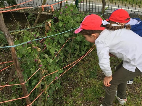 Os alunos cuidam  da horta... gostam muito de realizar esta atividade. Adoram ver as plantas a crescer...conversam com elas pois são as suas 