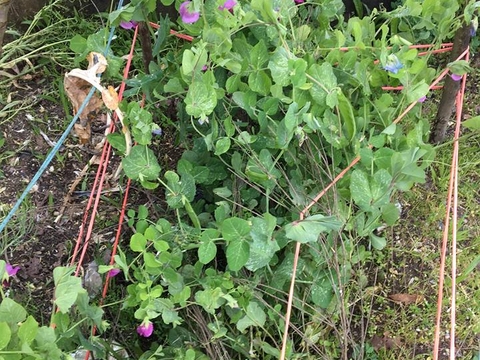 As nossas plantações com flor já lembram a primavera.