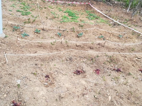 Horta depois de plantados os bróculos e alfaces (trabalho realizado pelos alunos).