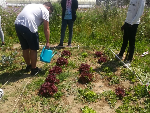 Rega das plantas