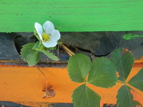 Flor do morangueiro