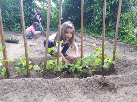 Plantando os feijões.