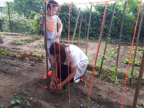 Estacar os tomates.