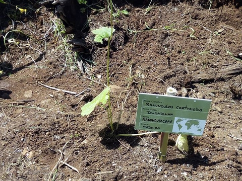 A nossa horta foi toda identificada, com placas escritas pelos próprios alunos. Antes disto, realizaram várias pesquisas sobre as ervas, plantas e árvores da nossa escola. Depois foram ao encontro das mesmas através das suas pesquisas.