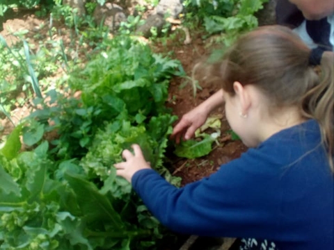 Os alunos estão a retirar as ervas daninhas da nossa horta e a colher o de melhor que a horta dá, neste caso, alface.