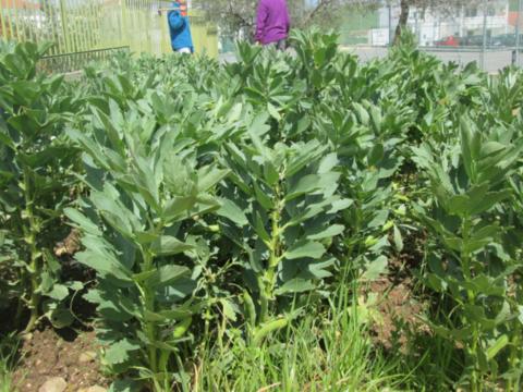 Os alunos com a ajuda de um sacho arrancam as ervas daninhas do canteiro das favas.