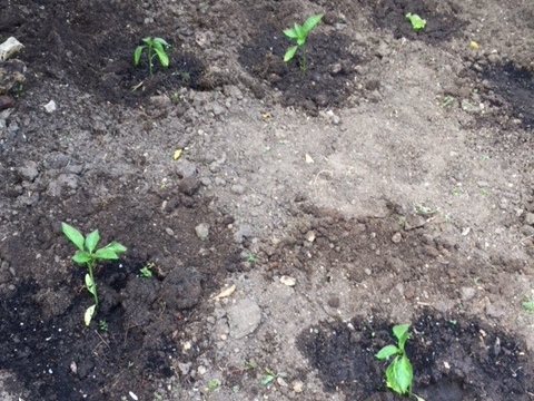 AGUARDAMOS ANSIOSOS PELOS NOSSOS PIMENTOS PARA JUNTAR ÀS SARDINHAS :)