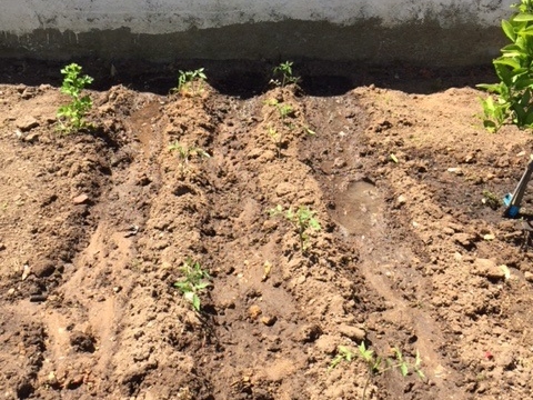 NÃO PODIA FALTAR O TOMATE!!!