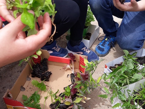 Os produtos hortícolas doados pelos Encarregados de Educação para a Eco Horta