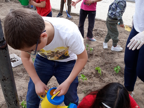 Toda a comunidade educativa participou na atividade plantando os diversos legumes e frutos (alfaces, beterrabas, alho francês, cebolo; pimentos,  feijões, morangos, meloa, tomates, e  um canteiro com ervas aromáticas e outro com plantas ornamentais .