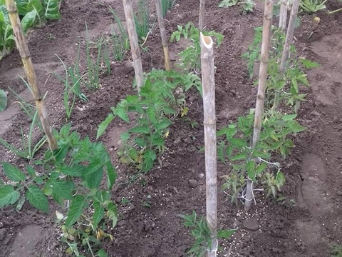 Alguns dos produtos hortículas cultivados. (tomates, pimentos, feijãp verde, couves, ...)